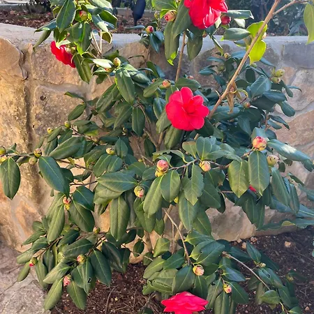 Blue Penguin - Offer For Digital Nomads דירה