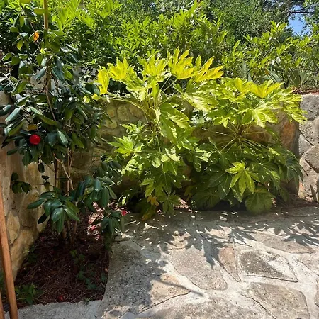 Blue Penguin - Offer For Digital Nomads