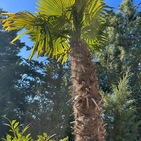 Blue Penguin - Offer For Digital Nomads דירה Pinezići