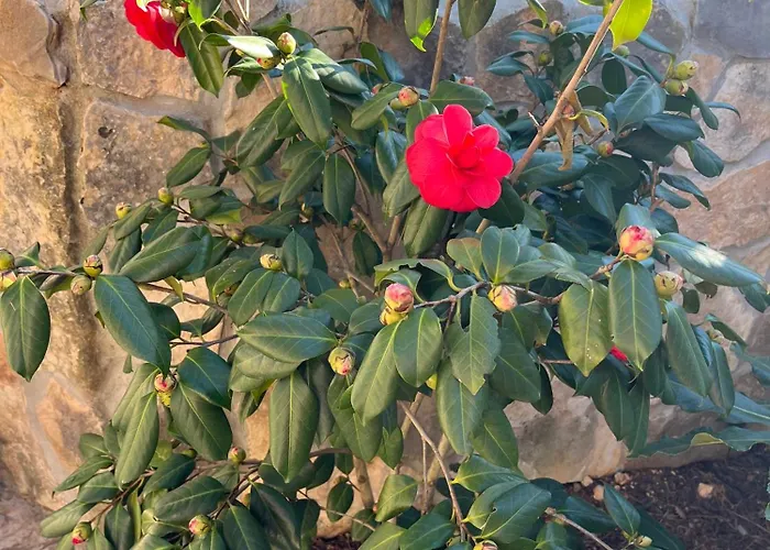 Blue Penguin Apartman